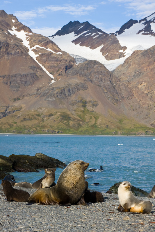 Antarctic Fur Seals On Beach